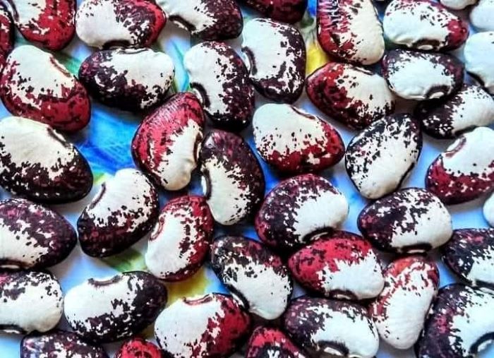 Ганімед лімська&nbsp;