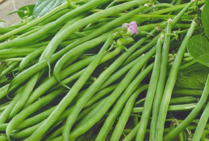 Вігна Людмила