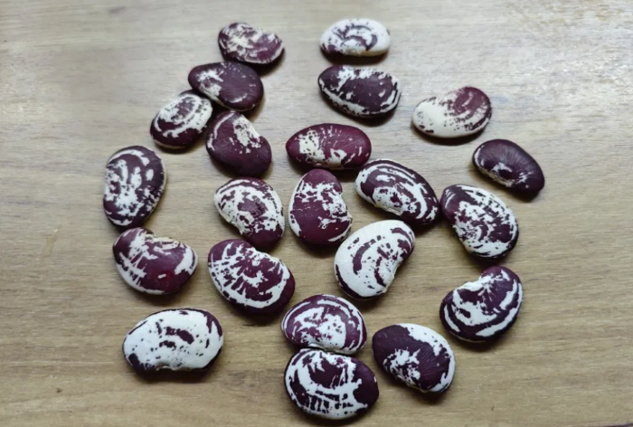 Квасоля Різдвяна лімська