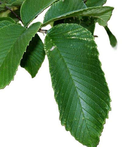 Другу обробку саду доцільно проводити тоді, коли на рослинах з’явилися листки