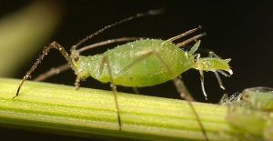 Шкідник оленка волохата