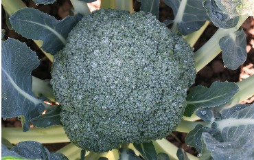 Брокколи Гонгга: выращивание и секрет прибыли