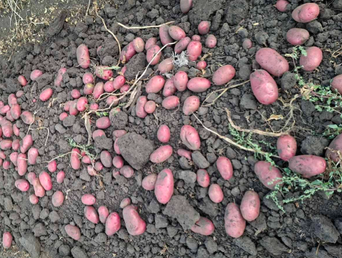 Фламенко приносить щедрі врожаї