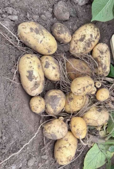 Камелія є високоврожайним сортом