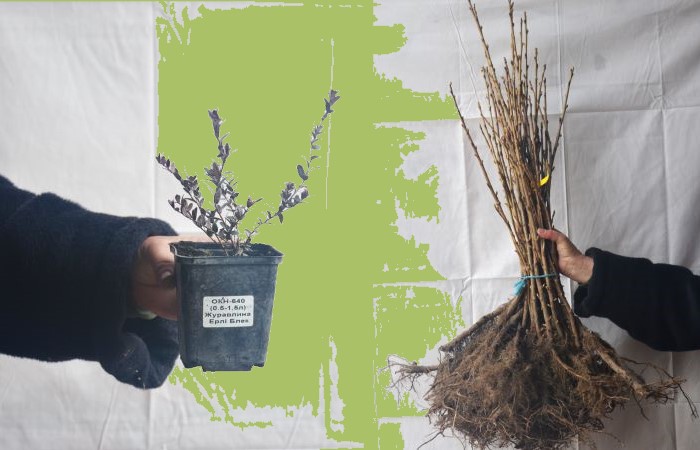 Ось які саджанці з голим коренем та в контейнері є у нашому садовому центрі