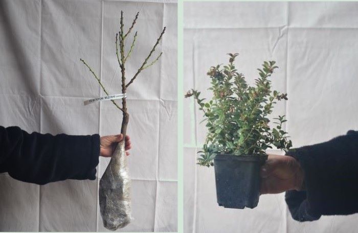 Вот какие саженцы с голым корнем и в контейнере можно купить в нашем садовом центре&nbsp;