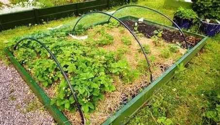 Всі рослини потребують підживлення