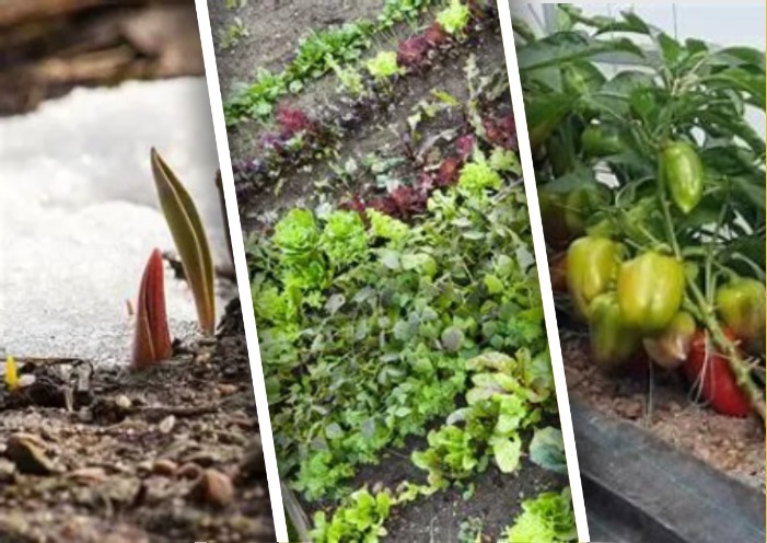 Вибір виду підживлення рослин залежить від сезону