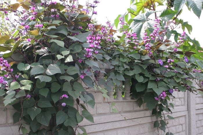 Ось так красиво прикрашають подвір'я гіацинтові боби