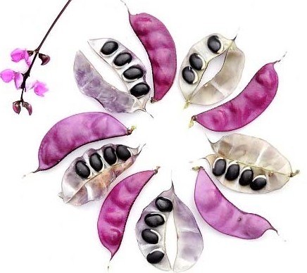 Боби доліхоса є їстівними