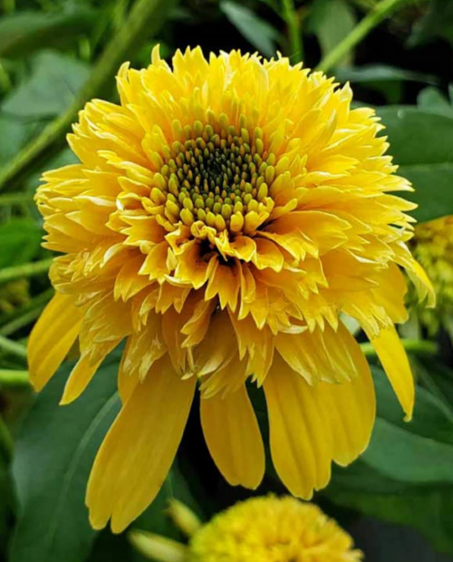 Сорт ехінацеї Lemon drop