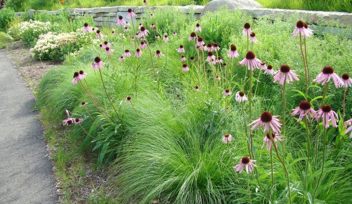Ехінацея гарно поєднується в ландшафтному дизайні