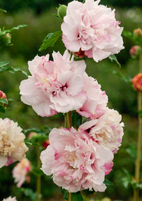 Кущ гібіскуса French Cabaret Pastel