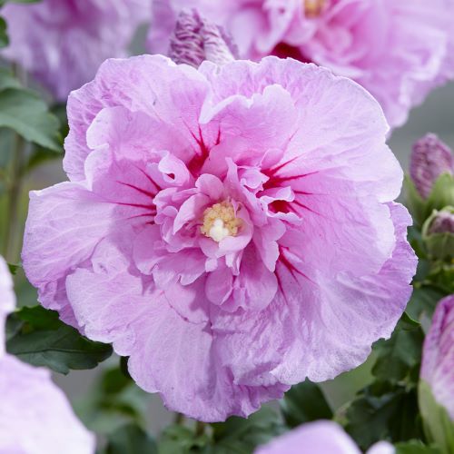 Сорт гібіскуса Левендер Шиффон