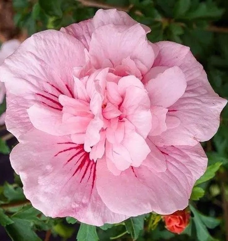 Сорт гібіскуса Пінк Шиффон