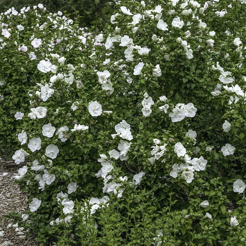 Розкішний кущ гібіскуса White Chiffon