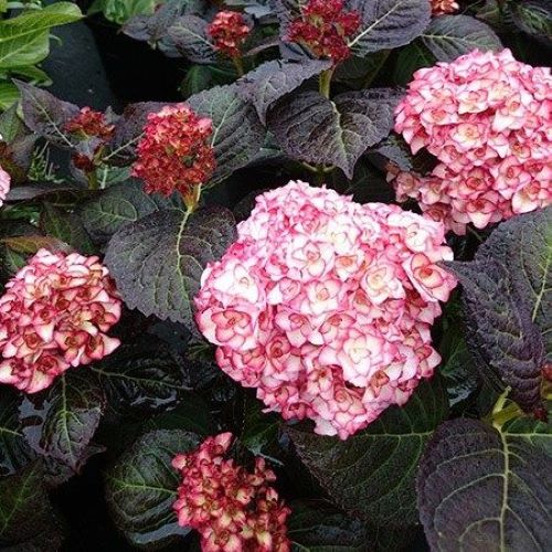 Гортензія Міс Саорі