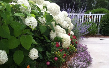 Гортензия: пять самых актуальных вопросов о выращивании