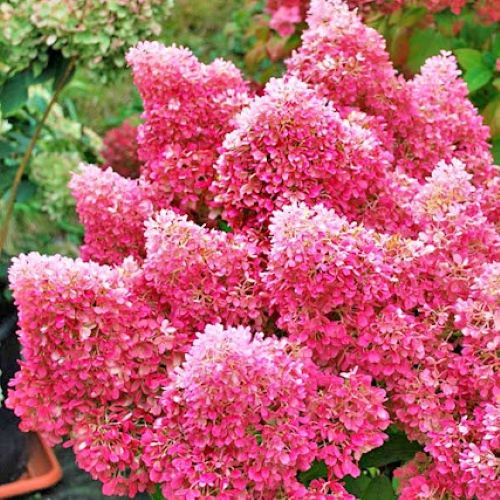 Гортензія Петіт флорі