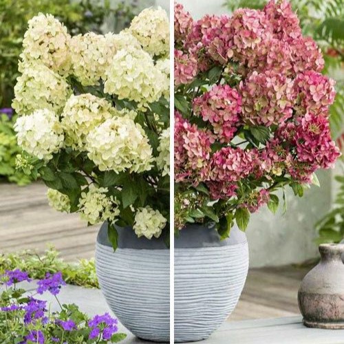 Гортензія Петіт стар