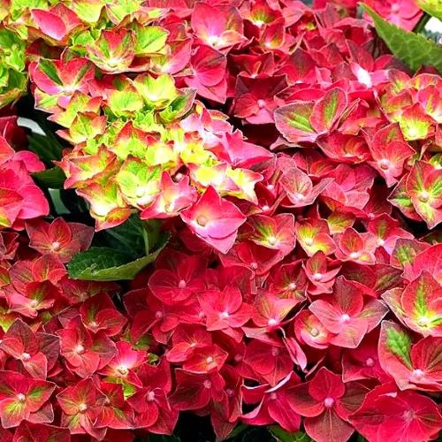 Великолиста гортензія Россо Глори