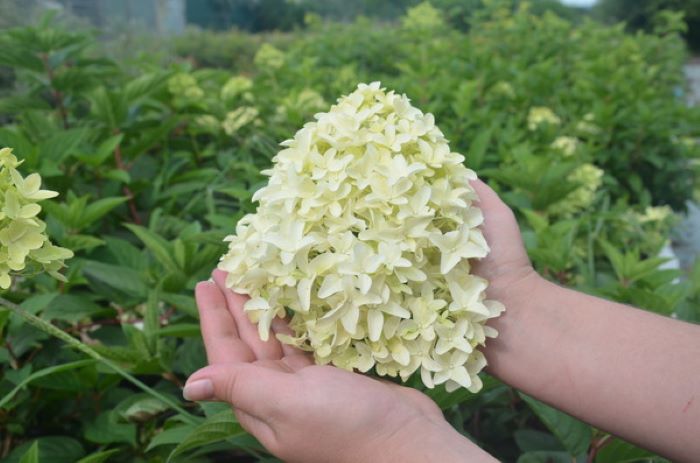 Волотиста гортензія Скайфолл&nbsp;