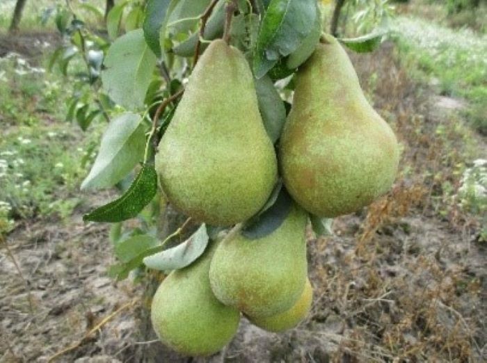 Груша сорту Легенда Карпат