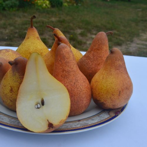 Груша сорту Осінь Буковини
