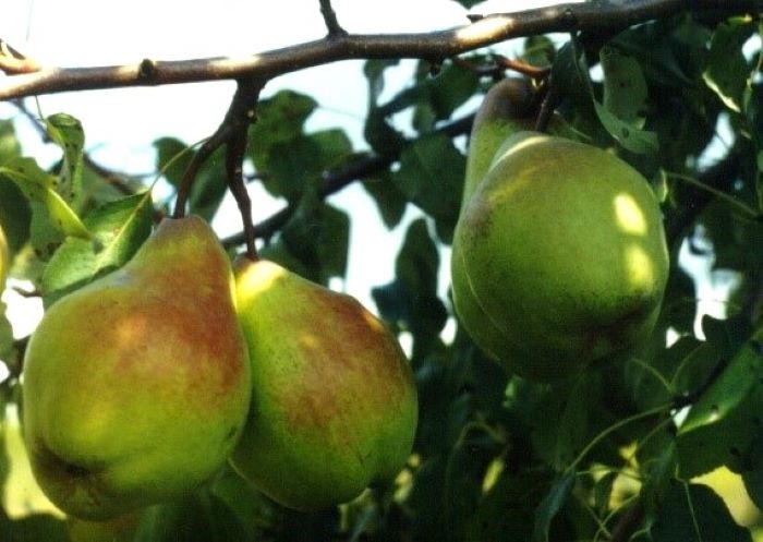 Груша сорту Яблунівська