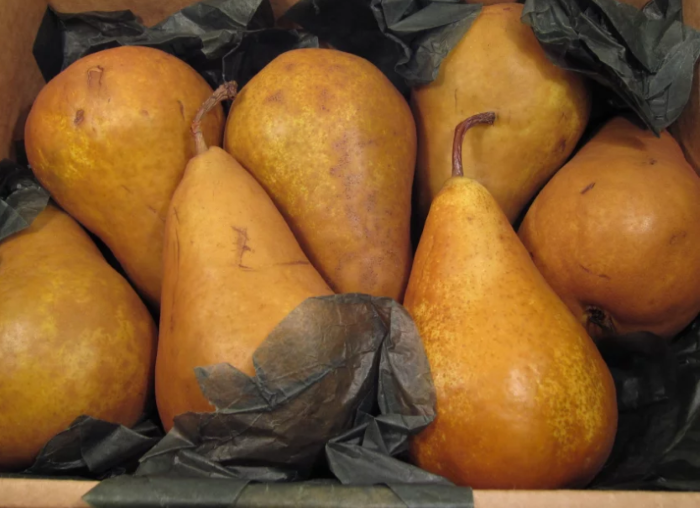 Для зимового зберігання вибирайте зразки без подряпин і інших механічних ушкоджень, а також без ознак захворювань