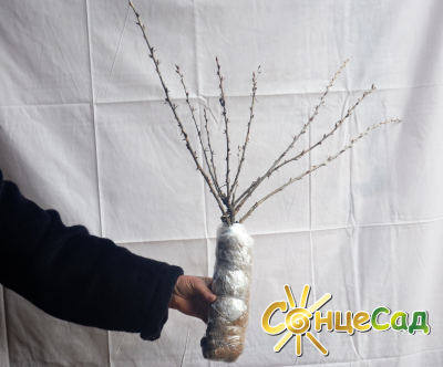 Ось такі якісні саджанці аґрусу з голою кореневою системою купуйте в &laquo;СонцеСаді&raquo;