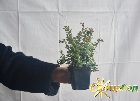 Якісні саджанці брусниці в контейнері купуйте в &laquo;СонцеСаді&raquo;