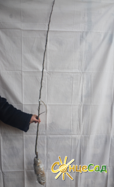 Ось такі якісні саджанці груші з голою кореневою системою купуйте в &laquo;СонцеСаді&raquo;