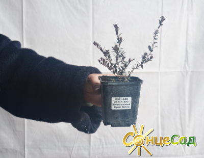 Ось такі якісні саджанці з голою кореневою системою купуйте в &laquo;СонцеСаді&raquo;