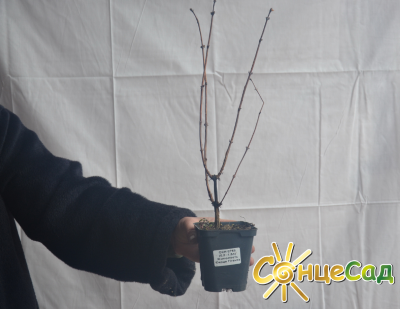 Ось такі якісні саджанці жимолості з голою кореневою системою купуйте в &laquo;СонцеСаді&raquo;