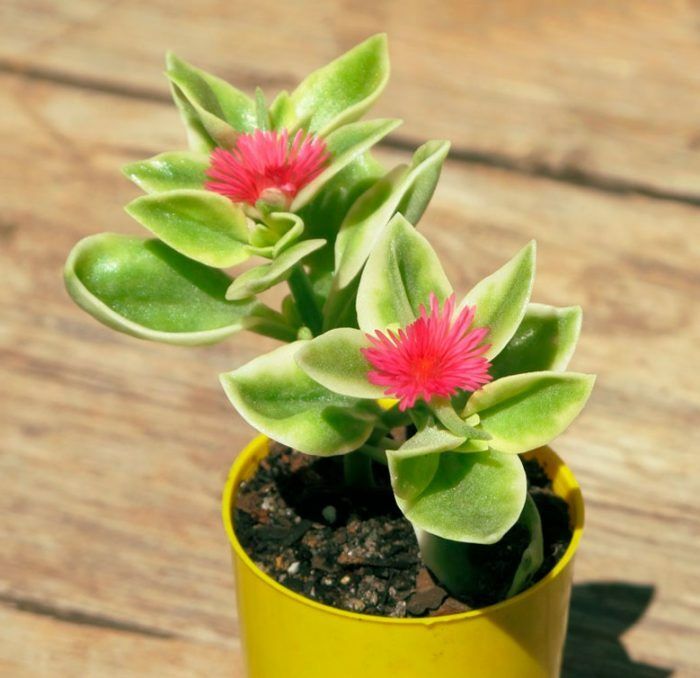 Аптенія в кашпо