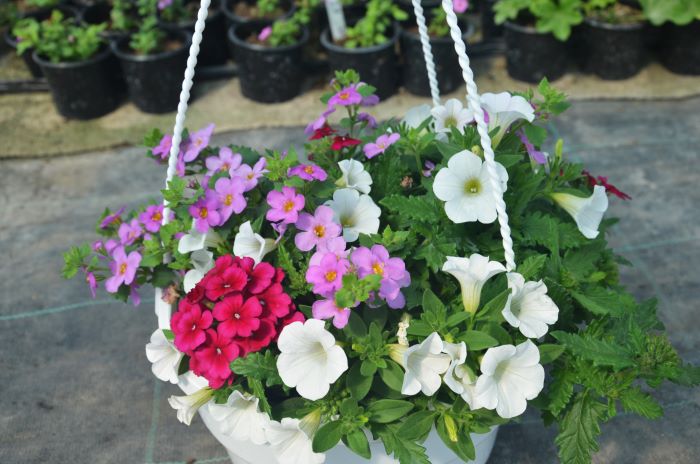 Поєднання вербени, петунії та бакопи