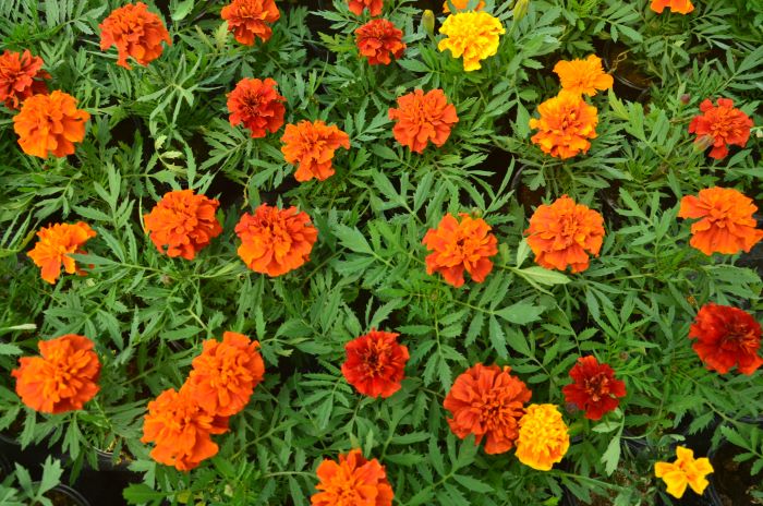 Чорнобривці &mdash; це вічна класика, яка наповнює ділянку теплими спогадами з дитинства