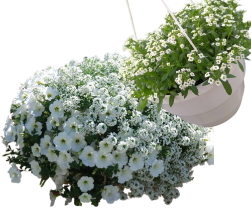 Медова хмарка у кашпо! Алісум в кашпо 
