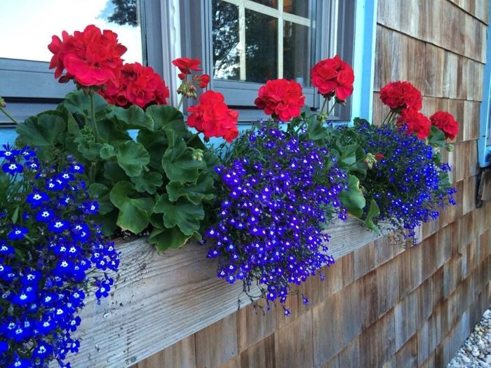 Поєднання пеларгонії та лобелії