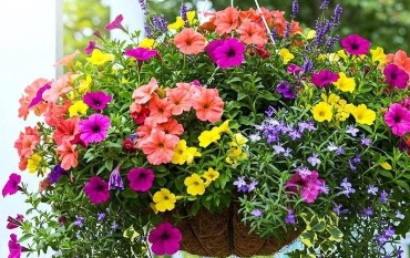 Квіти в кашпо: красиво та легко!