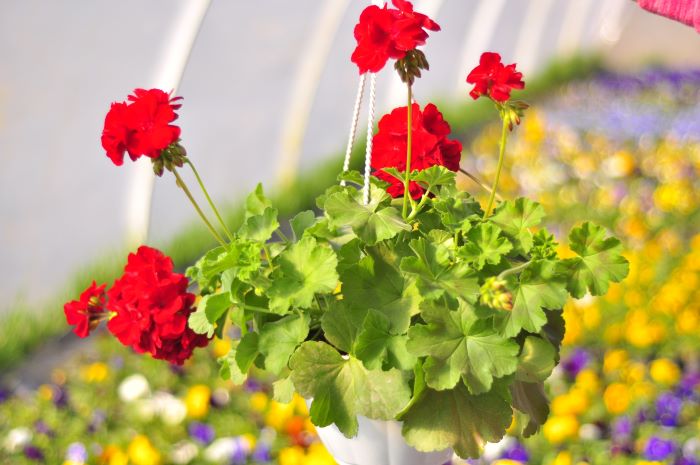 Улюблена сульфінія родини Кобильників сортосерії Vivini rose