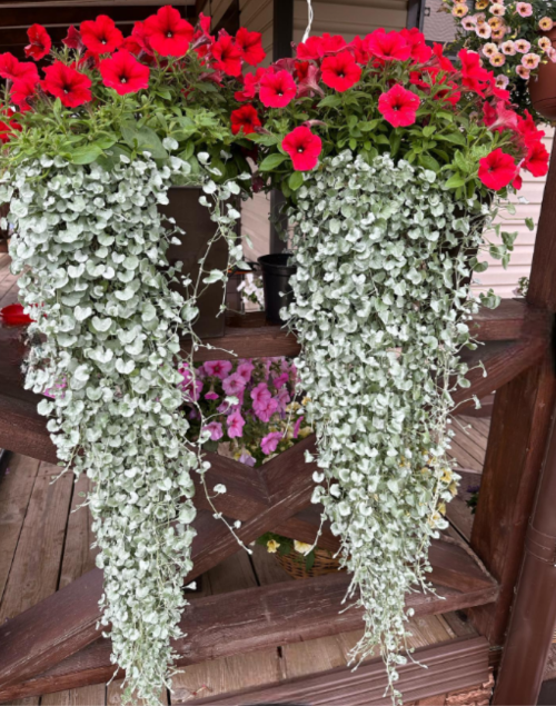 Поєднання діхондри Сріблястий водоспад і петунії&nbsp;