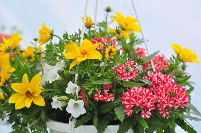 Різнобарвна зустріч сурфінії, бідена і вербени