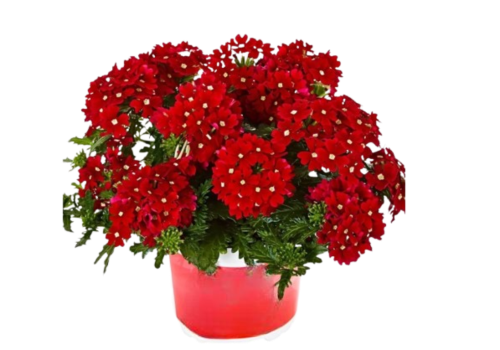 Сурфінія Vista bubblegum&nbsp;