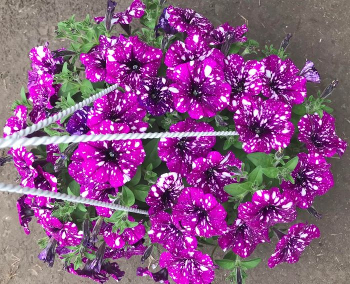 Зіркова сортосерія заворожує погляд