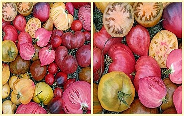 Вирощуємо томати незвичних сортів