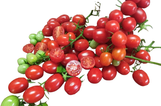 Томати сорту Пісні помідорних галактик