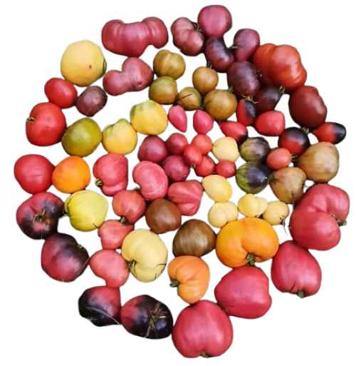 Пані Наталя не просто вирощує, а створює нові кольори та смаки для вашого столу