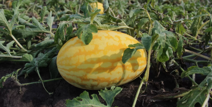 Жако &ndash; красень з полів &laquo;Ягідного пана&raquo;